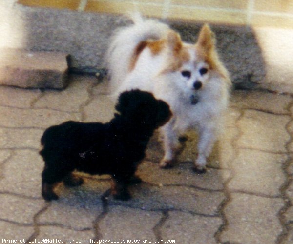 Photo d'Epagneul nain papillon