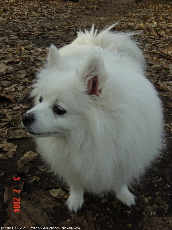 Photo de Spitz moyen