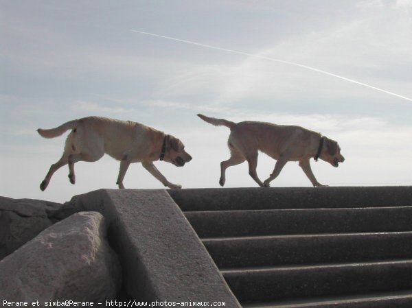 Photo de Labrador retriever