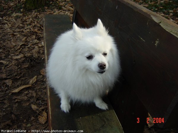 Photo de Spitz moyen