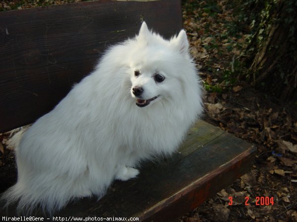 Photo de Spitz moyen