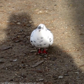 Photo de Pigeon