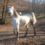 Photo de Poney franais de selle