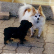 Photo d'Epagneul nain papillon