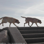 Photo de Labrador retriever