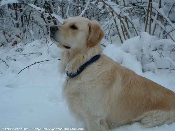 Photo de Golden retriever