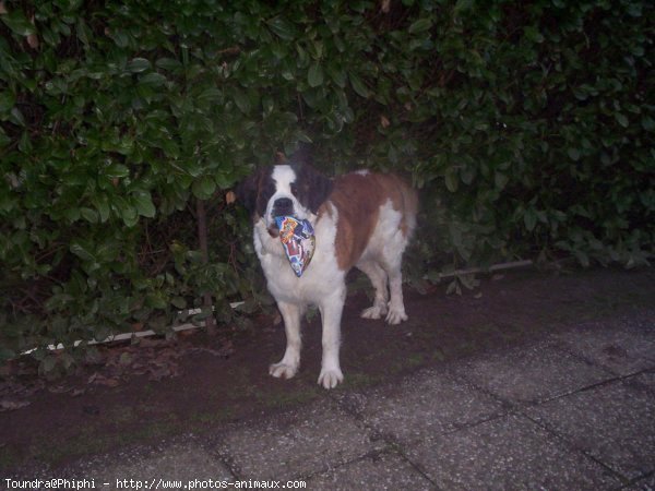 Photo de Saint-bernard poil long