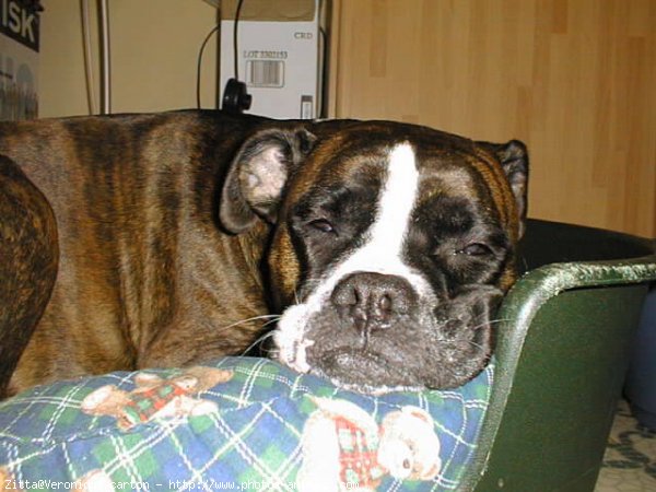 Photo de Boxer