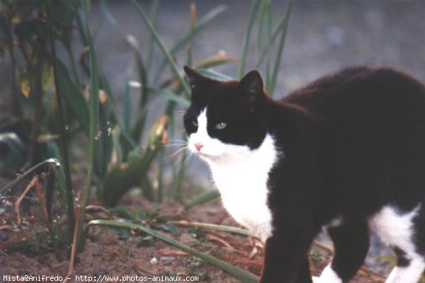 Photo de Chat domestique