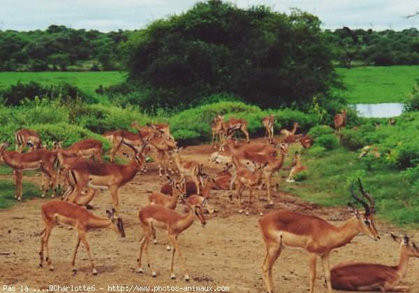 Photo d'Impala