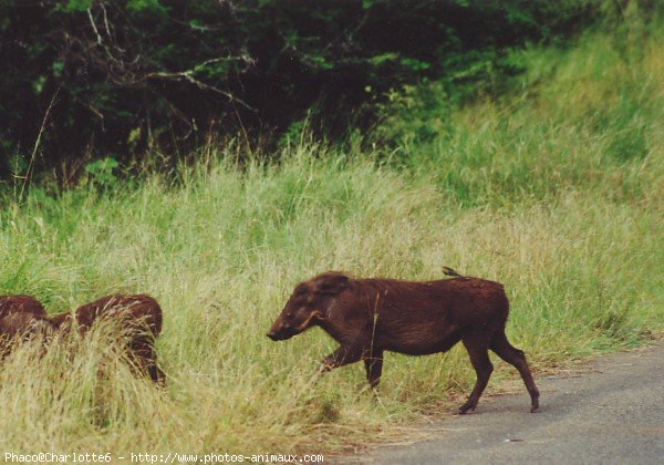 Photo de Cochon