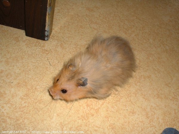 Photo de Hamster