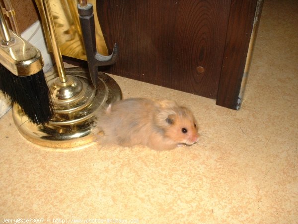 Photo de Hamster