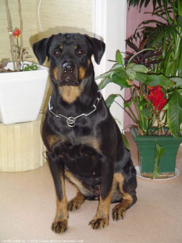 Photo de Rottweiler