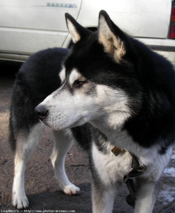 Photo de Husky siberien