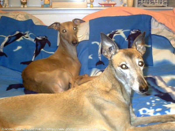 Photo de Whippet