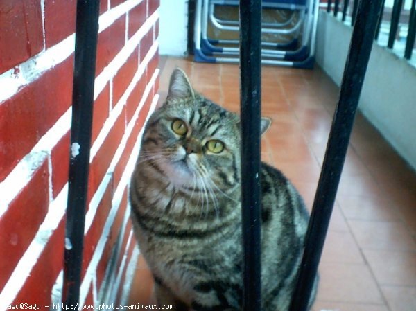 Photo de British shorthair