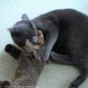 Photo de Chartreux