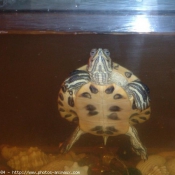 Photo de Tortue