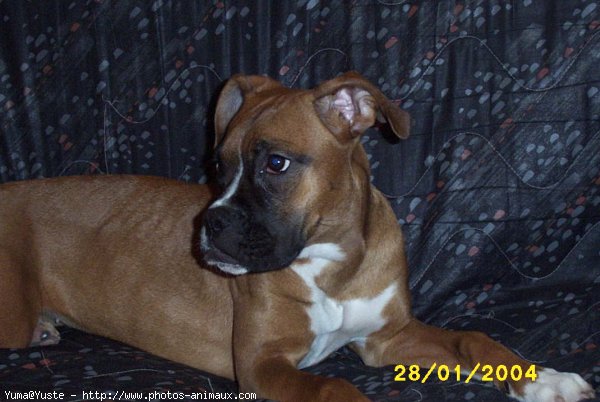 Photo de Boxer