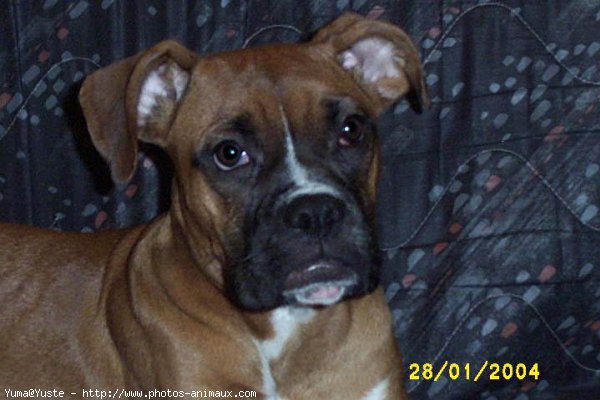 Photo de Boxer