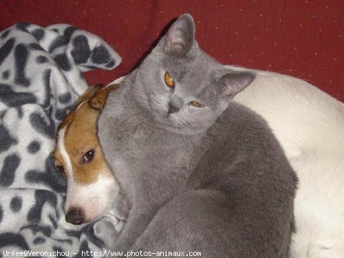 Photo de Chartreux