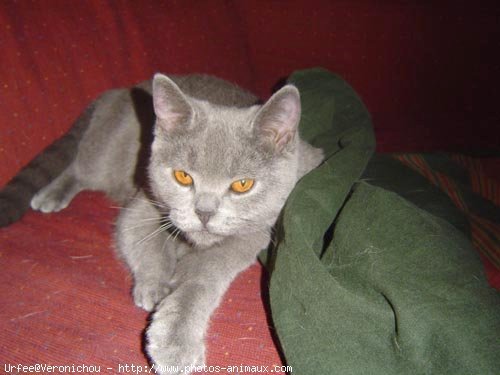 Photo de Chartreux