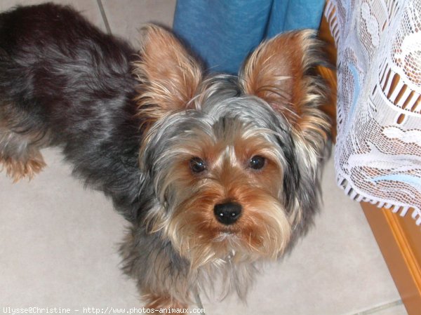 Photo de Yorkshire terrier