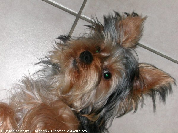 Photo de Yorkshire terrier