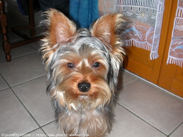 Photo de Yorkshire terrier