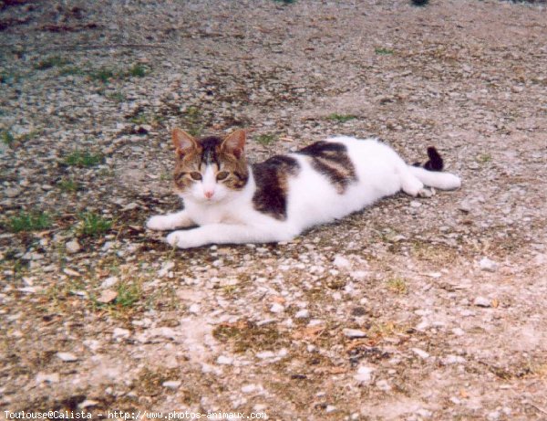 Photo de Chat domestique