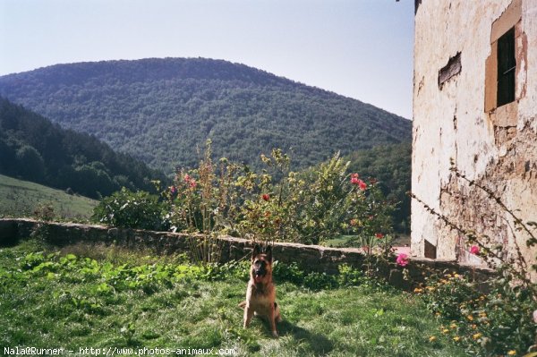 Photo de Berger allemand  poil court