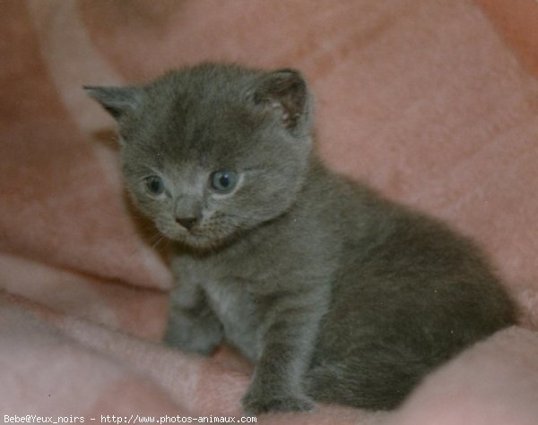 Photo de British shorthair