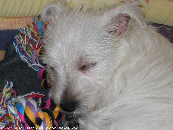 Photo de West highland white terrier