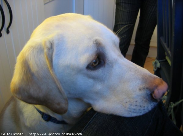 Photo de Labrador retriever