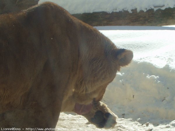 Photo de Lion