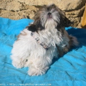 Photo de Shih tzu