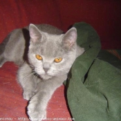 Photo de Chartreux