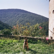 Photo de Berger allemand  poil court