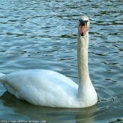 Photo de Cygne