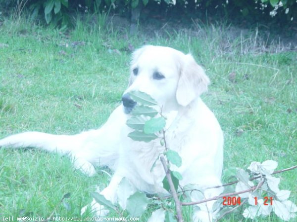 Photo de Golden retriever