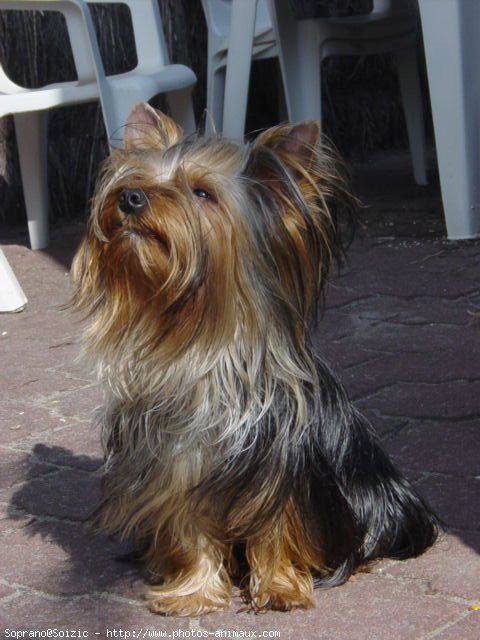 Photo de Yorkshire terrier