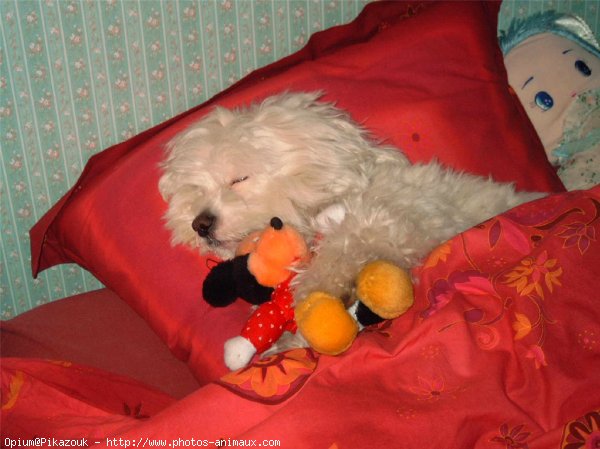 Photo de Coton de tulear