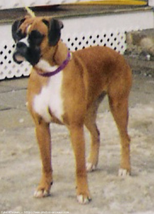 Photo de Boxer