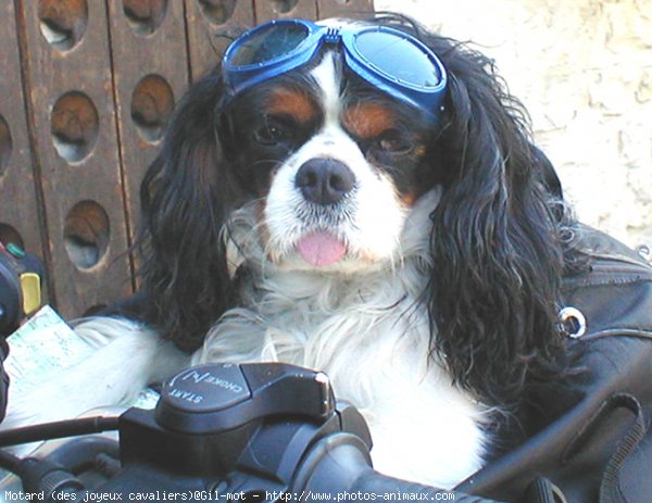 Photo De Cavalier King Charles Spaniel Motard Des Joyeux Cavaliers N Sur Photos Animaux Com