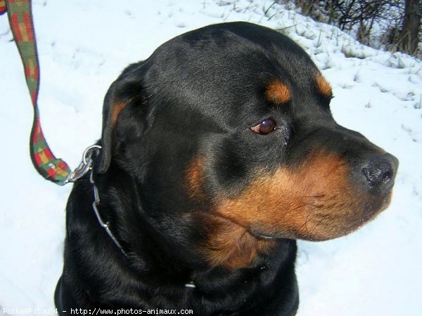 Photo de Rottweiler