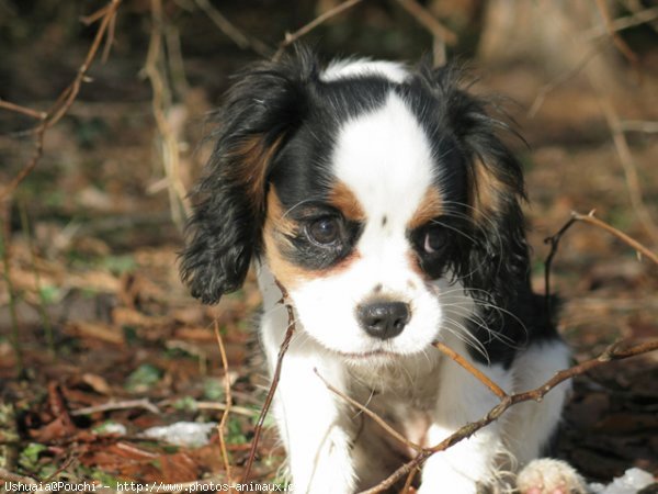 Photo de Cavalier king charles spaniel