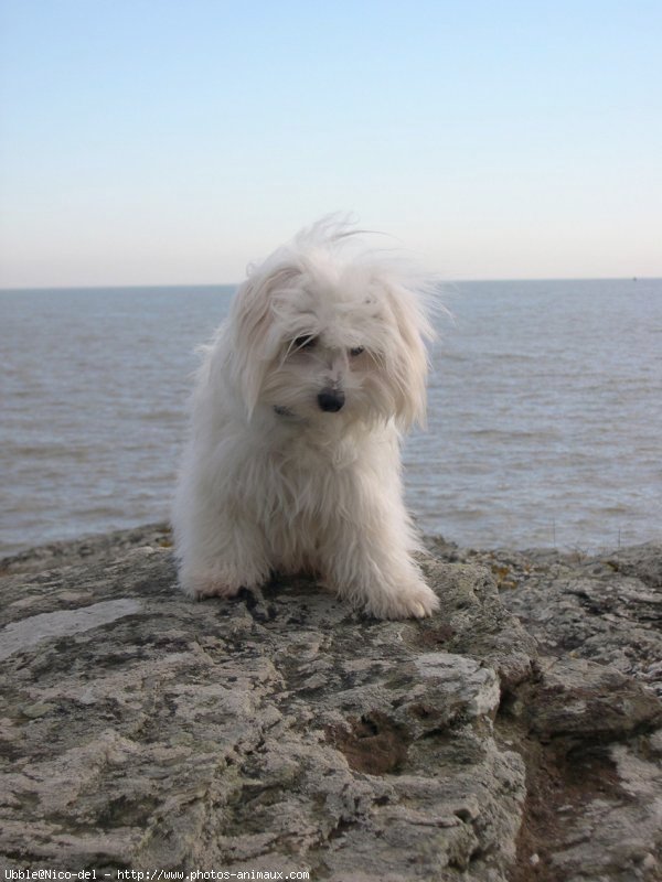 Photo de Coton de tulear