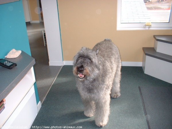 Photo de Bouvier des flandres