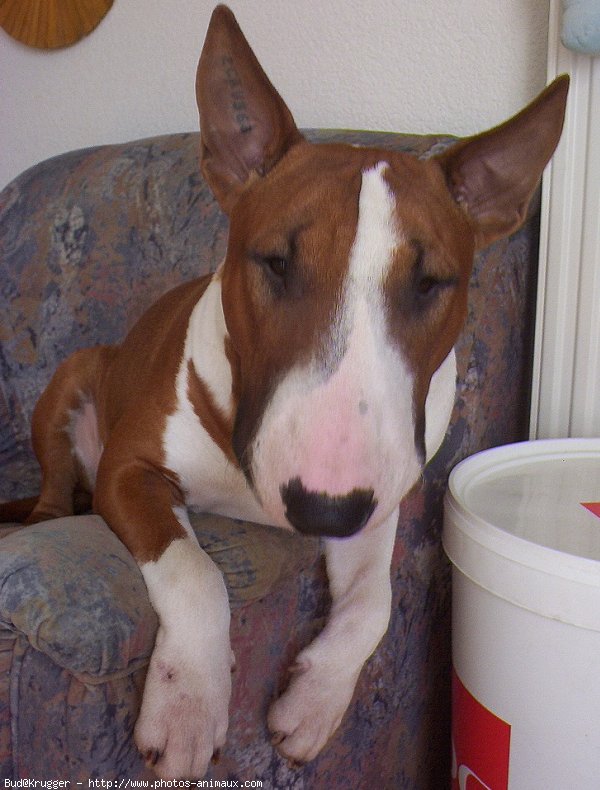 Photo de Bull terrier miniature